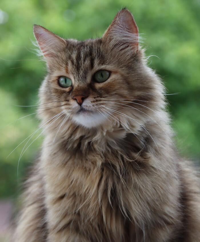 May I Introduce Mia, The Beautiful Siberian Forest Cat My Parents Got As A Rescue:
