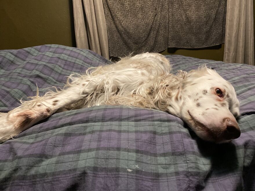 Delano, The Handsomest Dog In World