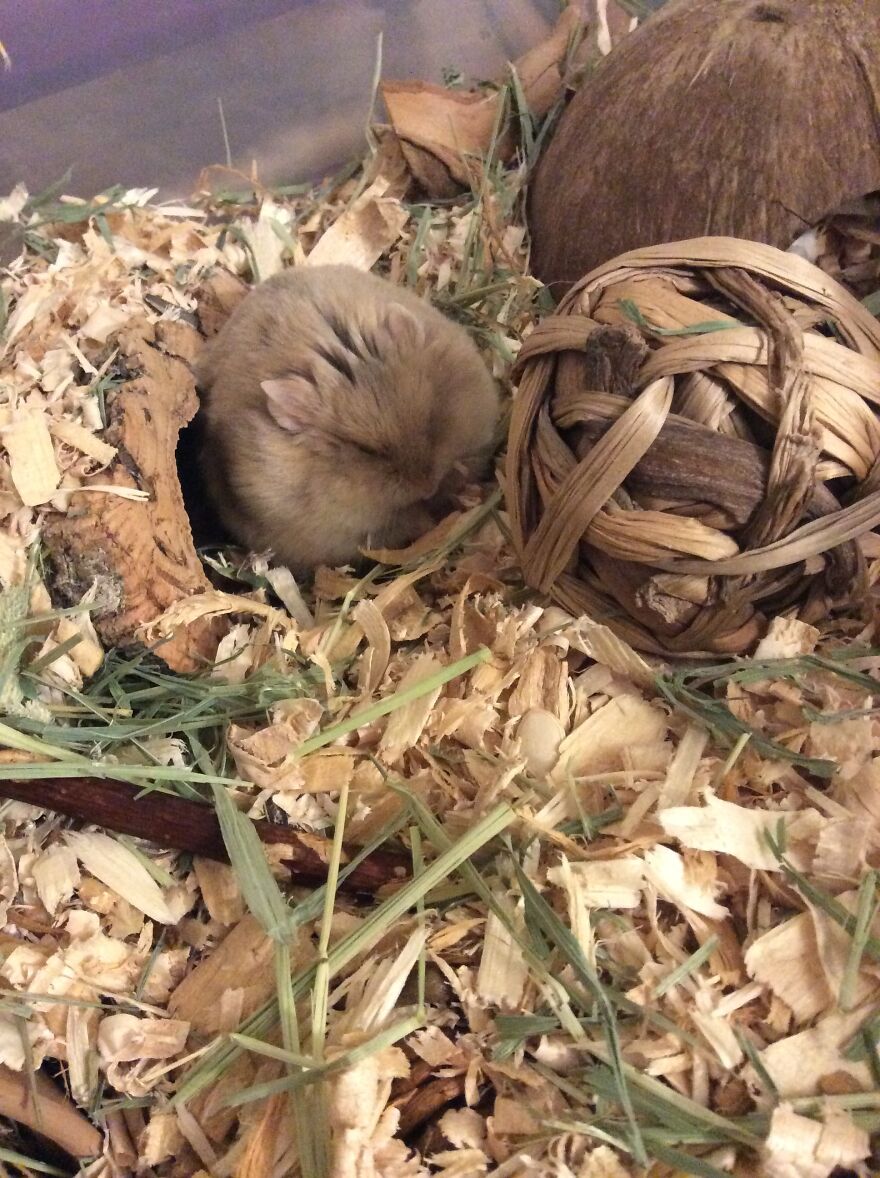 My Hamster Is The Cutest (Part 2!)