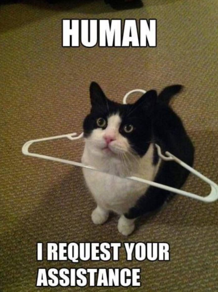 Cats Always Gets Into Trouble
