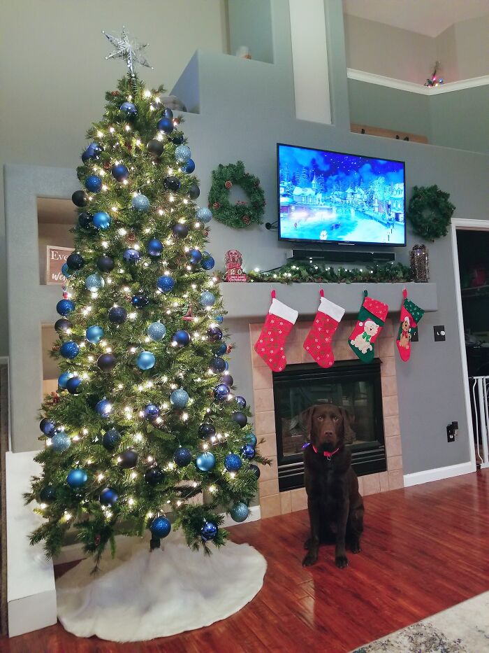 Our Dogs Annual Christmas Picture By The Tree