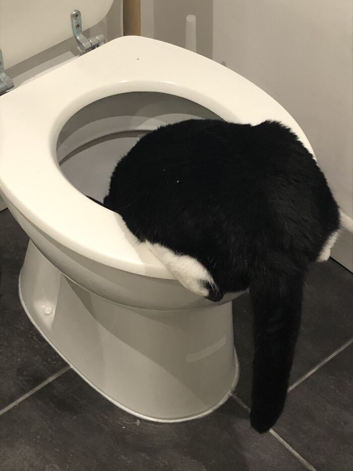 My Cat Thinks The Toilet Is His Personal Water Bowl.