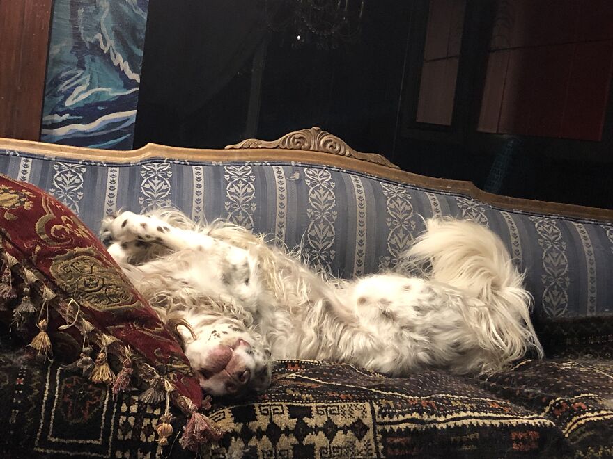 Delano, The Handsomest Dog In World