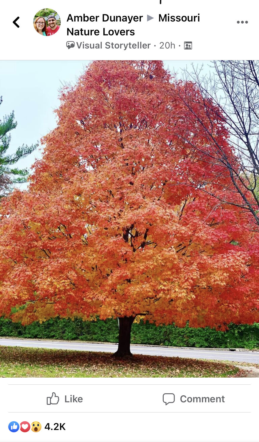 Autumn Tree Photos