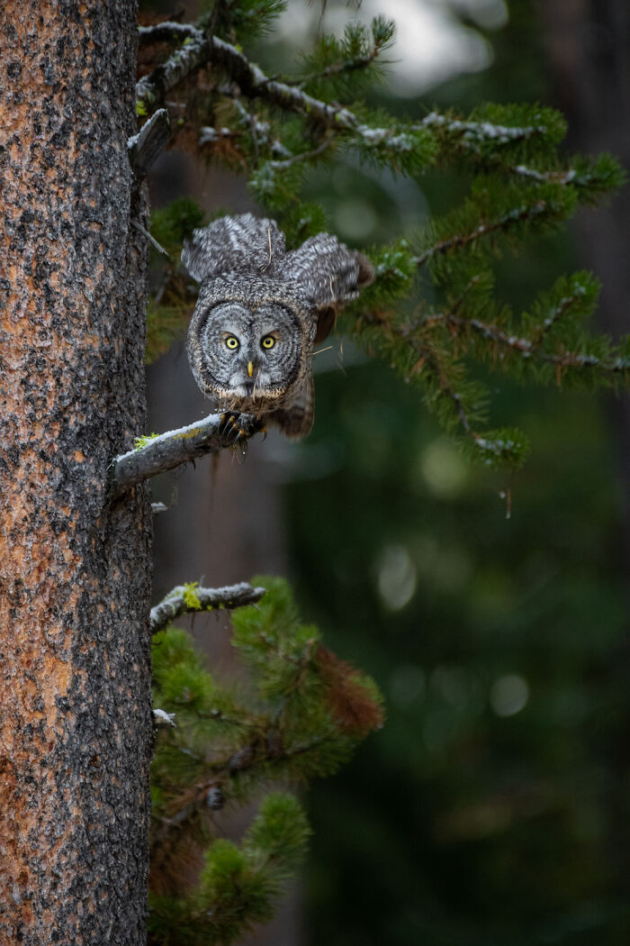 "It Sent Tingles Down My Spine For Hours": Owl Lands On This Photographer’s Lens, Ends Up Blending In Perfectly