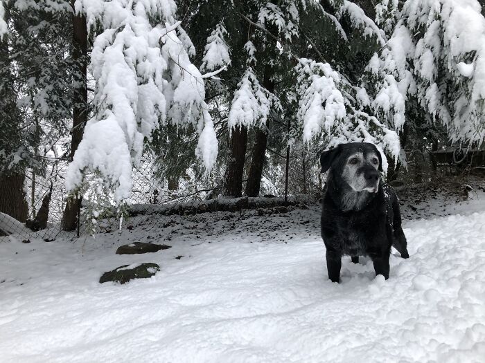 My Sweet, Old Boy Baxter In The Snow.
