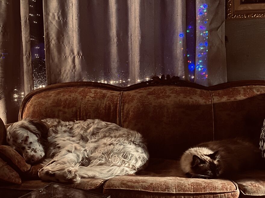 Delano, The Handsomest Dog In World