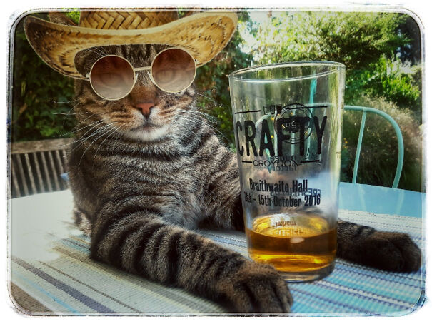 Cool Cat. Ok, Manipulated But Alfie Would Never Let Me Dress Him.