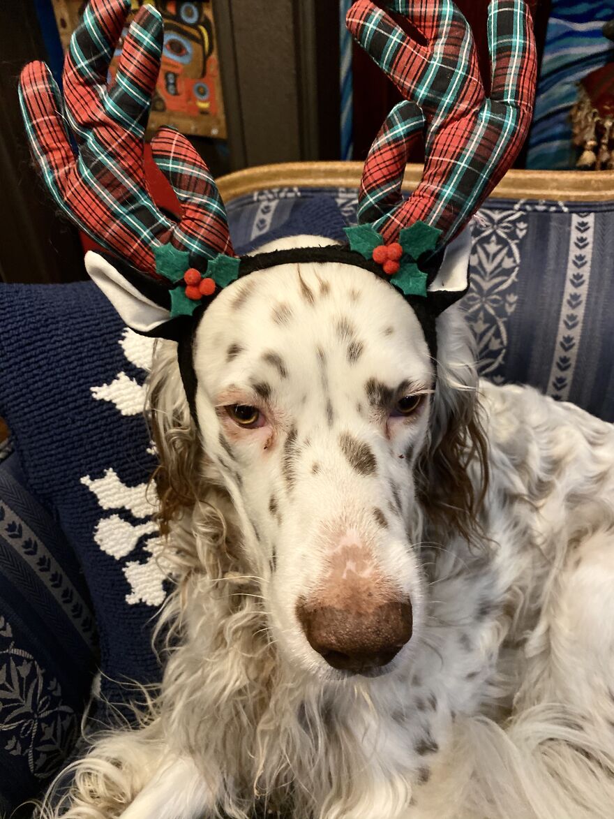Delano, The Handsomest Dog In World