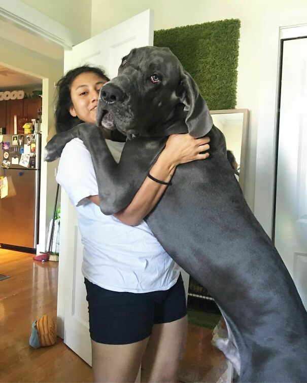 Happy 7 Months Of Stiegs; We Convinced Some Kids That Stiegs Was The Biggest Dog In The World