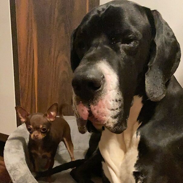Great Dane And Chihuahua Friends Duo