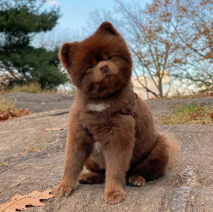 Puppy That Looks Like A Bear Cub Was Abandoned For Being "Too Big To Sell," Finds A Loving Home