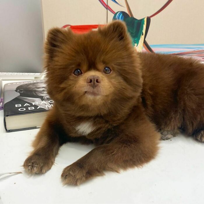 Puppy That Looks Like A Bear Cub Was Abandoned For Being "Too Big To Sell," Finds A Loving Home