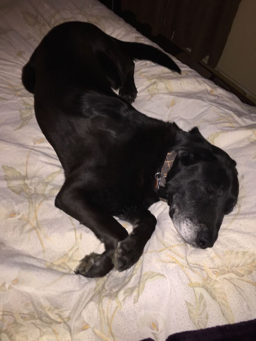 Pretzel Pooch Pretzel Pooch