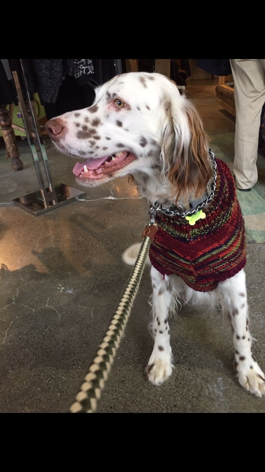 Delano, The Handsomest Dog In World