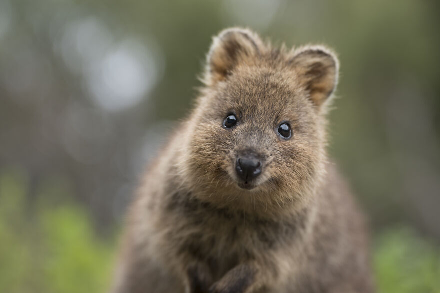 Quokka's Are The Happiest Animals On The Planet - And This Book Is Just What We Need Right Now!