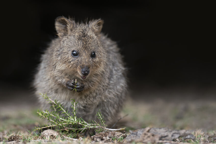 Quokka's Are The Happiest Animals On The Planet - And This Book Is Just What We Need Right Now!