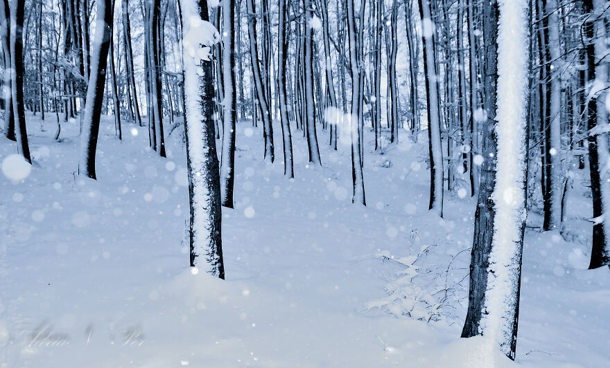 Snowing Woods