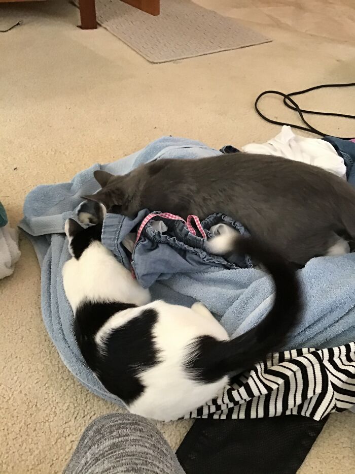 Fresh Laundry Is The Best!
