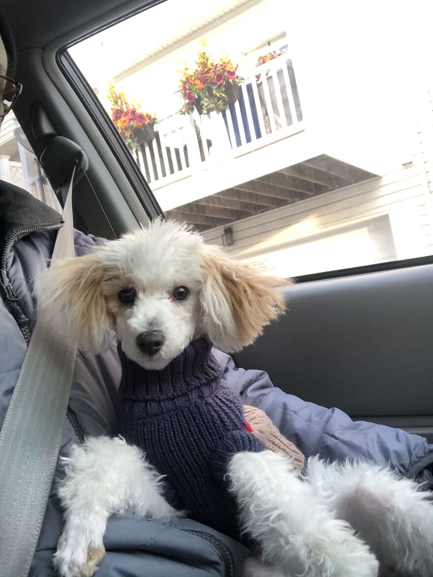 Meet Zazu My Toy Poodle.