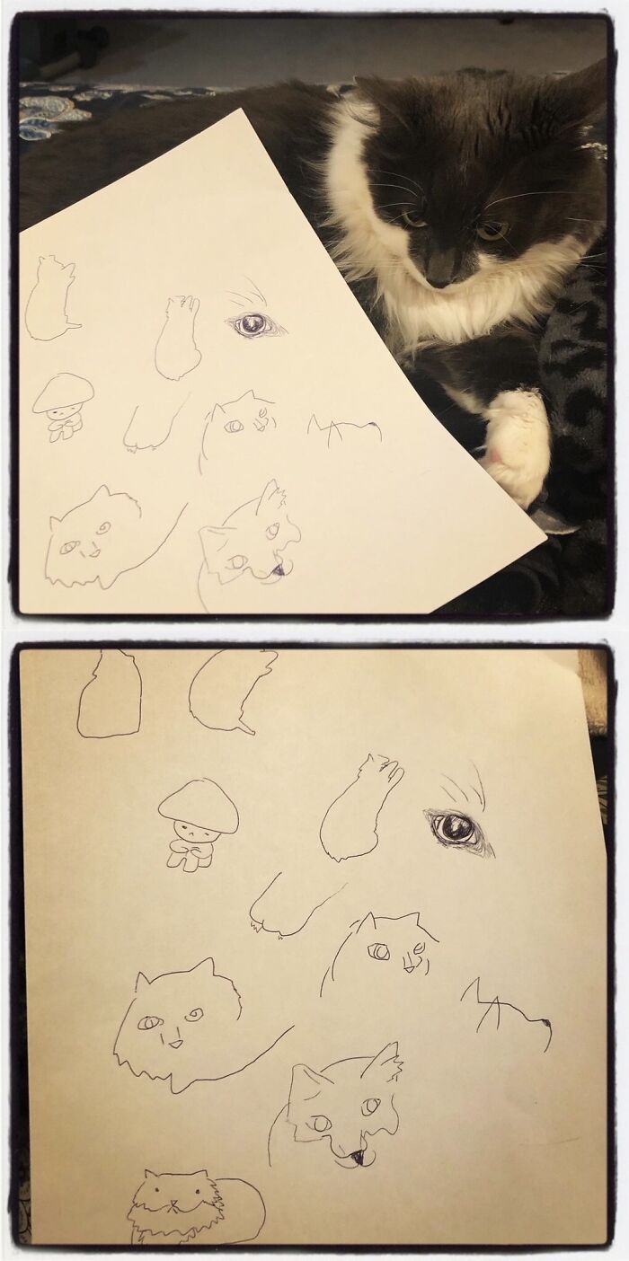 I Did Some Blind Contour Drawings Of My Cat. She Isn’t Impressed.