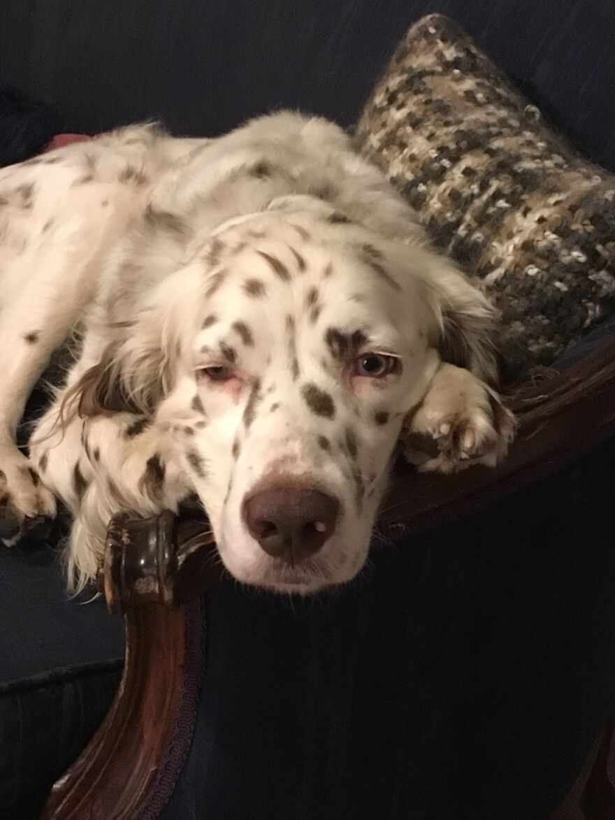 Delano, The Handsomest Dog In World