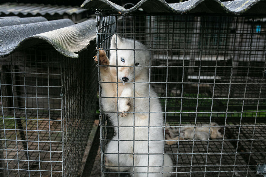 Fox Escapes From Her Cage In A Fur Farm, Gets Spotted By Activists And Rescued