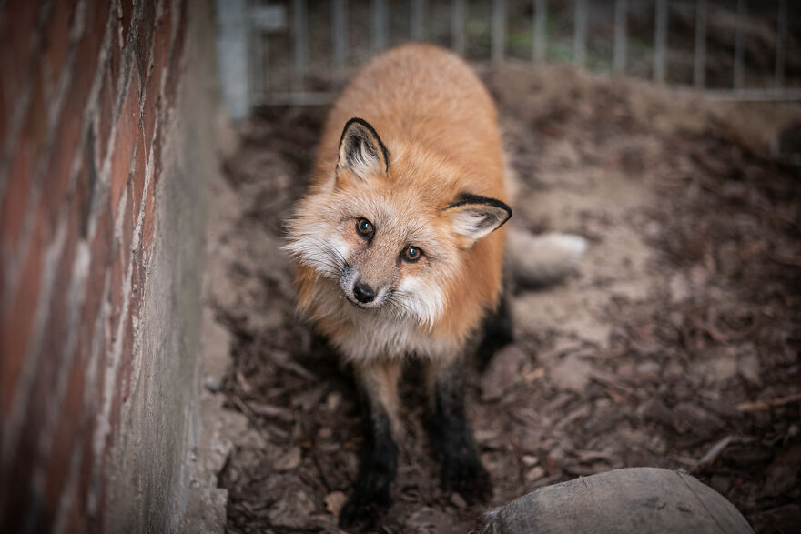 Fox Escapes From Her Cage In A Fur Farm, Gets Spotted By Activists And Rescued