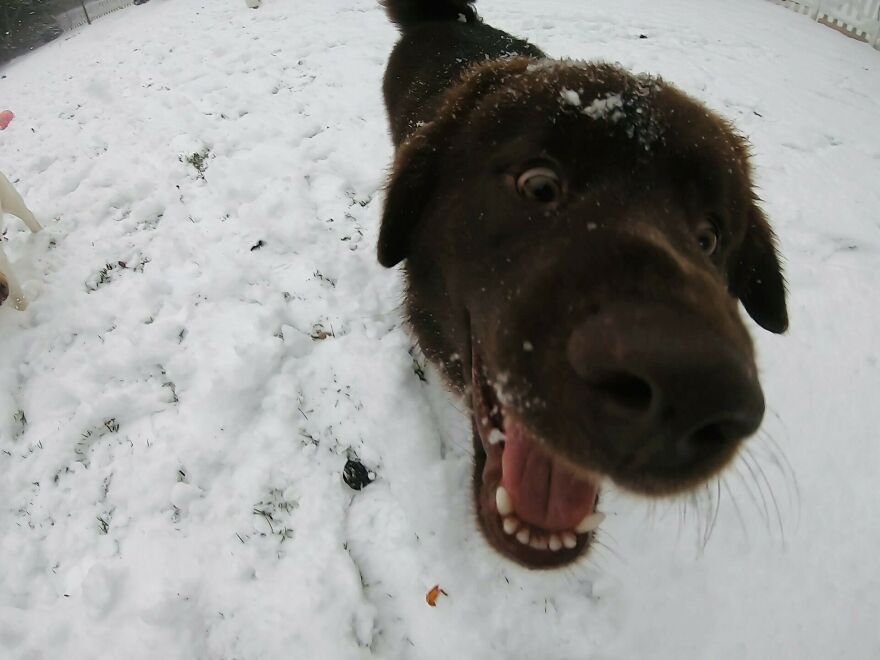 Husky Chocolate Lab Mix Does Snow Day!