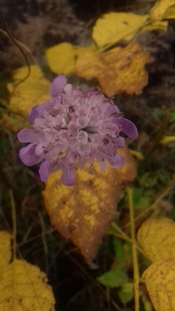 Taken This Autumn While Hiking (I Have No Idea What Kind Of Flower It Is Though)