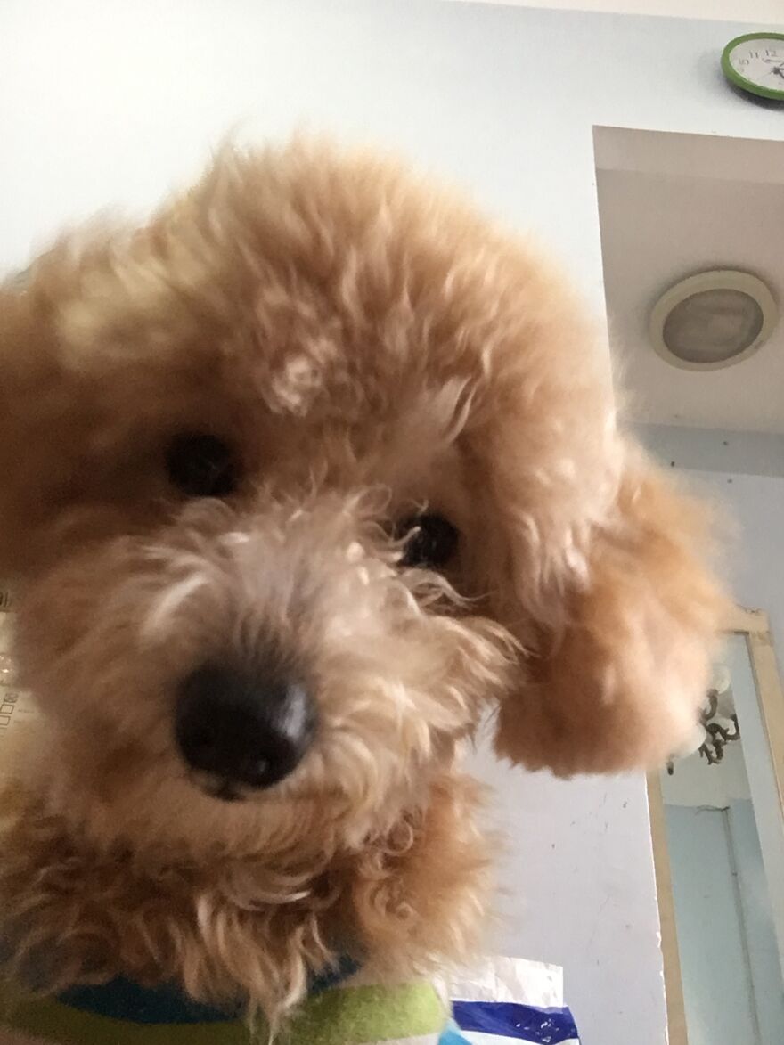 My Little Dog Knows How To Selfie (16 Stealthy Photos)