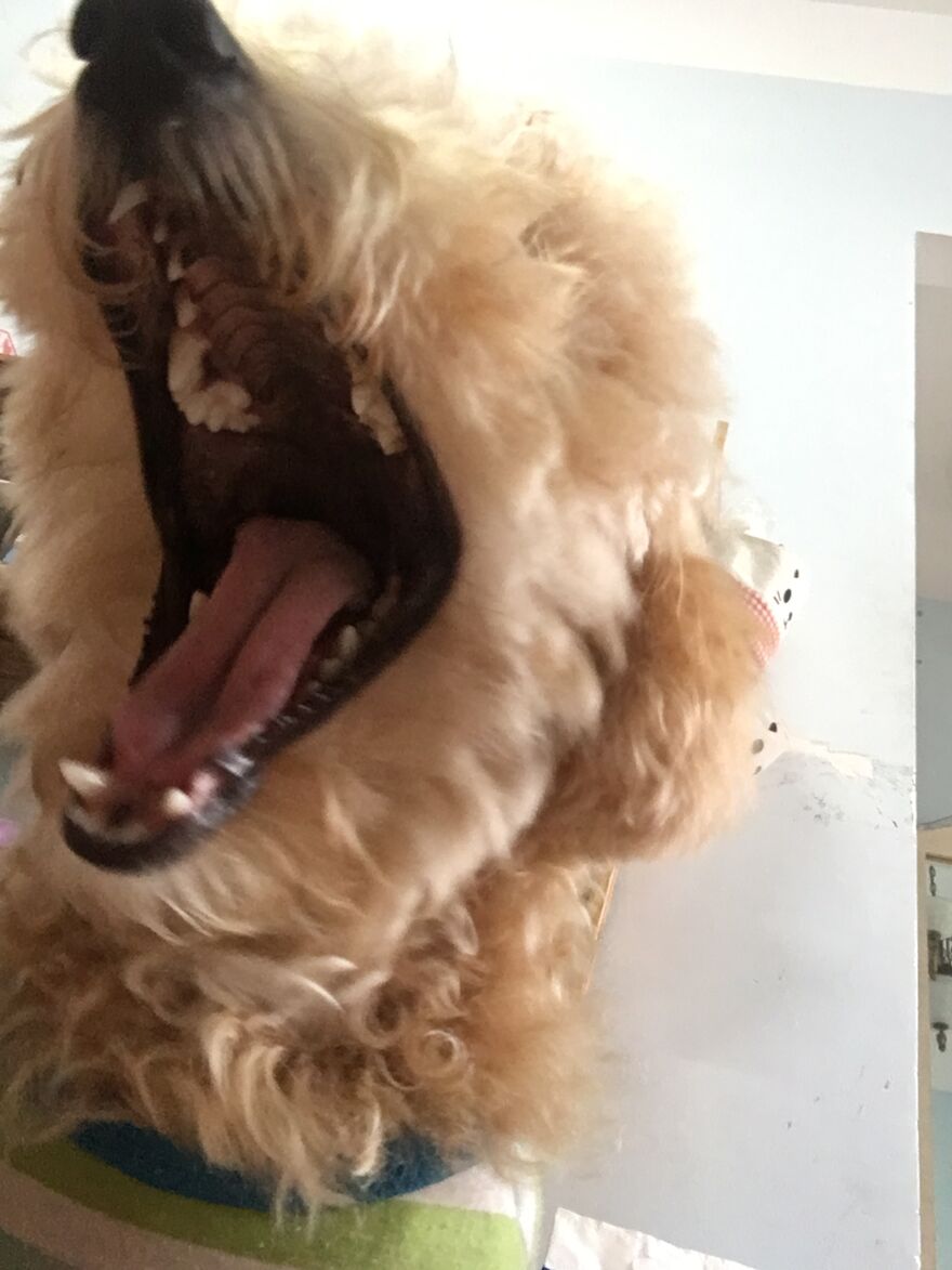 My Little Dog Knows How To Selfie (16 Stealthy Photos)