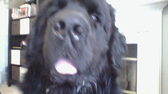 Hes My Newfoundland Puppy And Tried To Eat My Phone As I Took This This Is My Clearest Shot.