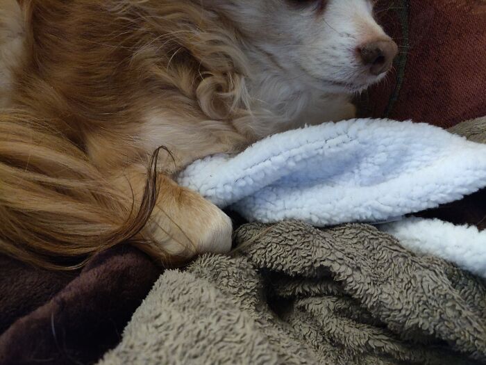 That Was My Blanket. He's Claimed It For All Chihuahua Kind. Yes He's Hugging It.