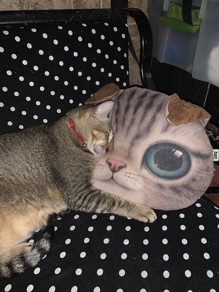My Cat Took Over My Cat Pillow
