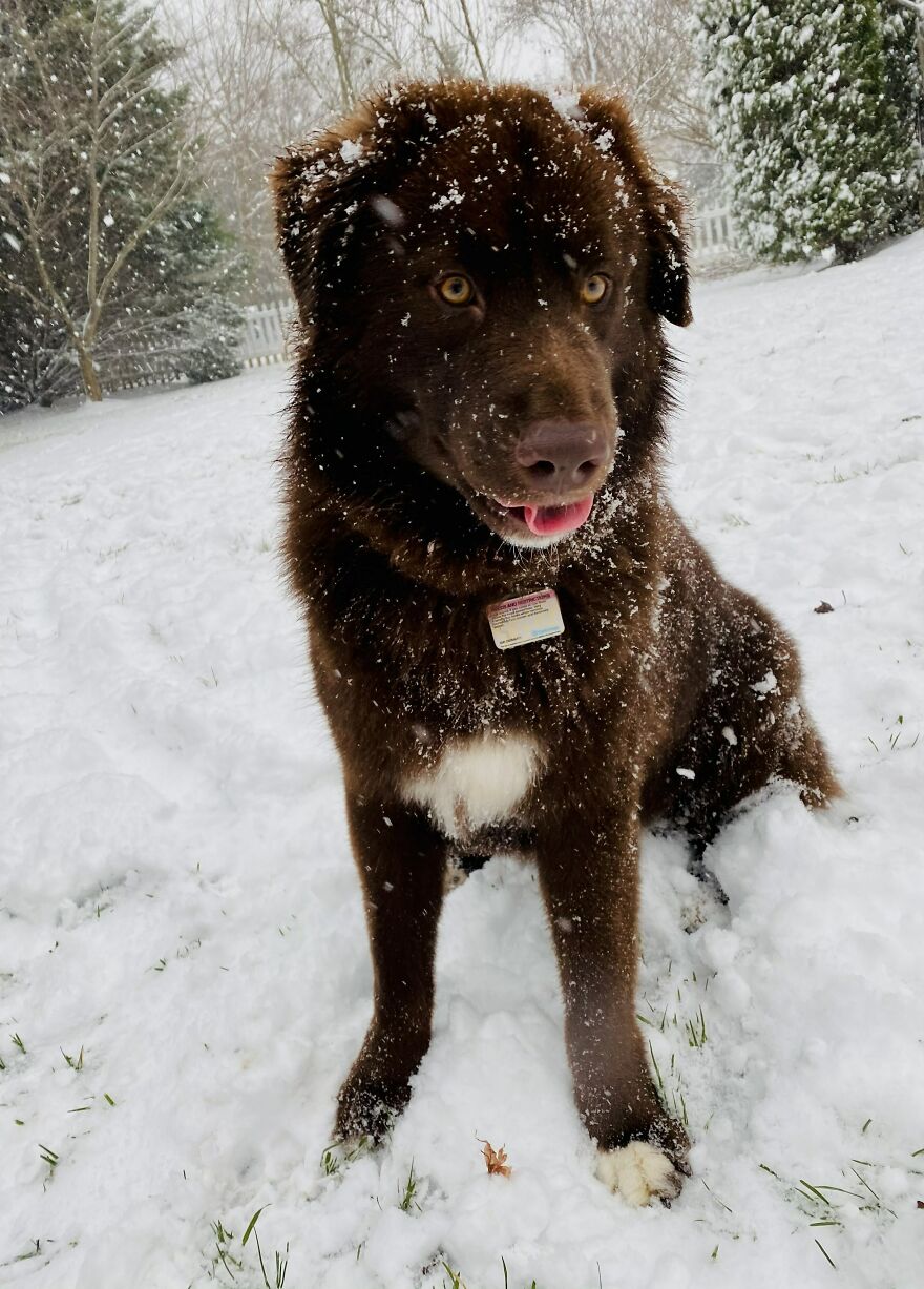 Husky Chocolate Lab Mix Does Snow Day!