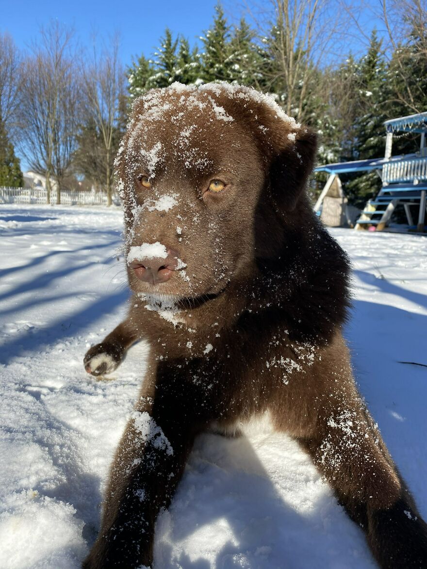 Husky Chocolate Lab Mix Does Snow Day!