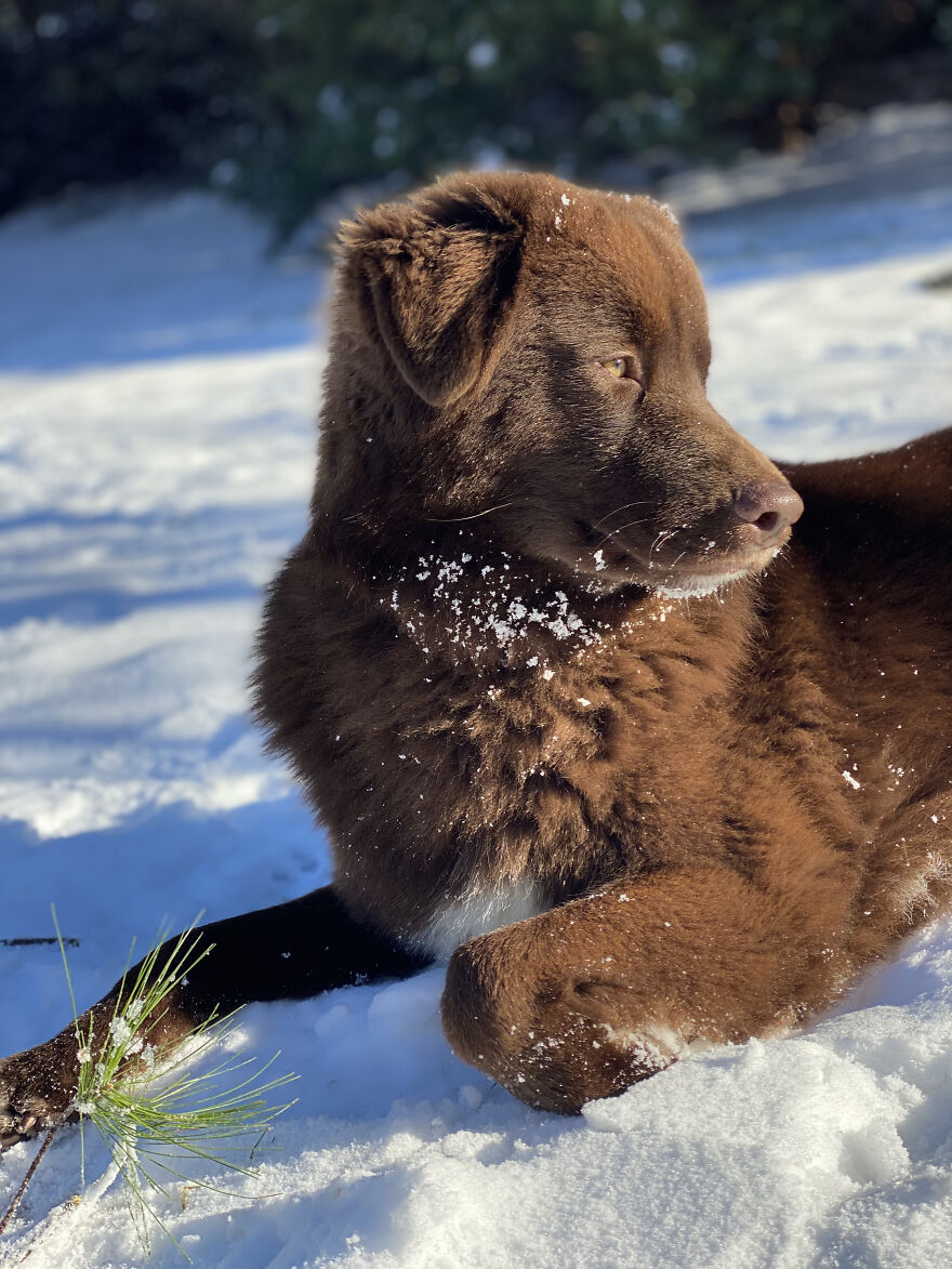 Husky Chocolate Lab Mix Does Snow Day!