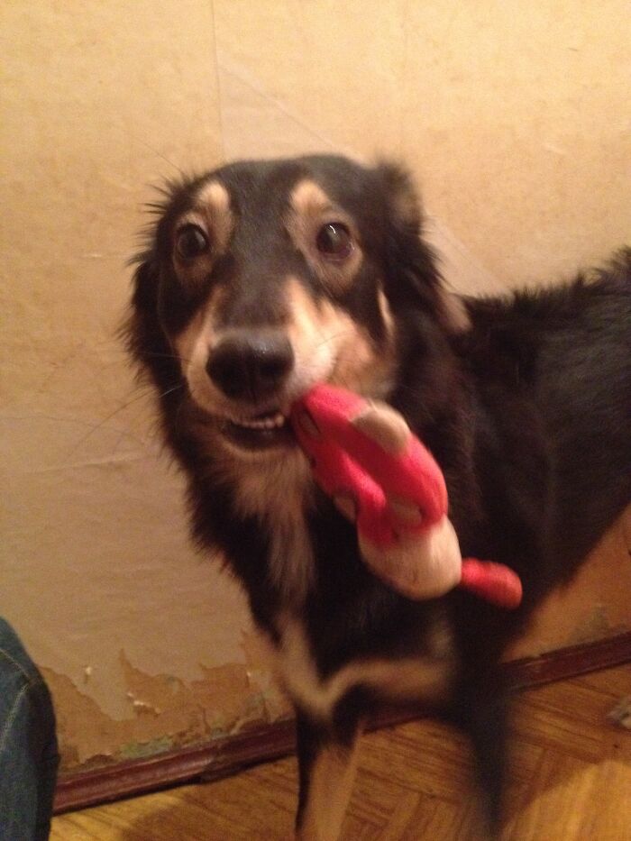 That One Time My Dog Was Really Scared Of Her Squeaky Toy, But Still Wanted To Play With It