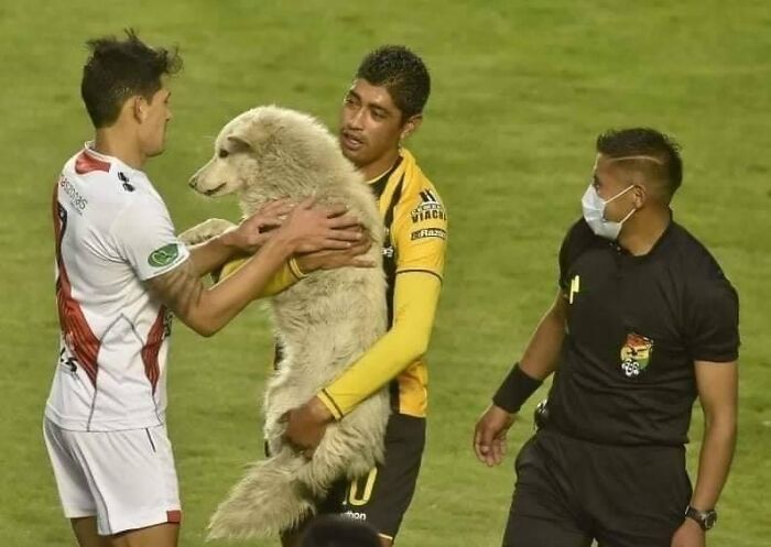 Stray Dog Interrupts A Pro Soccer Match In Bolivia, Gets Adopted By A Player Who Carried Him Off The Field | Bored Panda