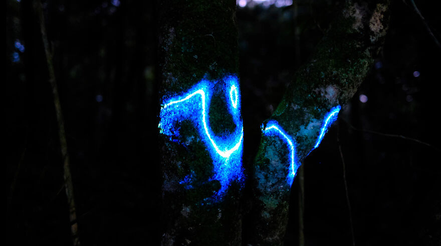 We Lit Up New Zealand Nature With Artificial Bioluminescence