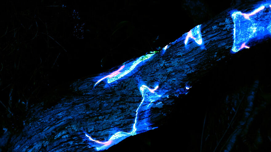 We Lit Up New Zealand Nature With Artificial Bioluminescence