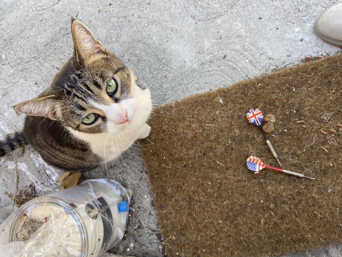 Meet China, The Kleptomaniac Cat Who Steals Stuff From Neighbors And Brings These 'Gifts' To Her Owners