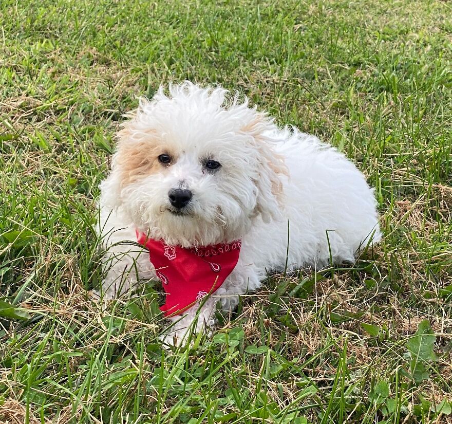 Meet Zazu My Toy Poodle.