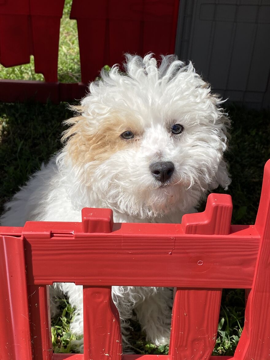 Meet Zazu My Toy Poodle.