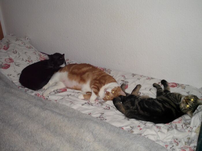 My Dear Kitties. But Only Mr. Binks, The Black One, Is Still With Me. His Friends, The Red Charlie And Lenny, The Tiger Are Already In Heaven. We Miss Them Every Day.