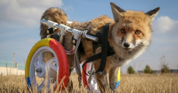 Paralyzed Fox Has A Prosthesis