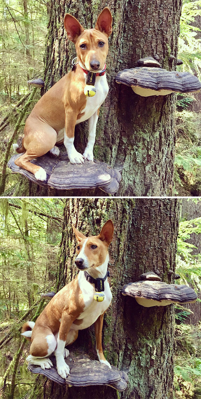 Photos-Dogs-Standing-On-Mushrooms