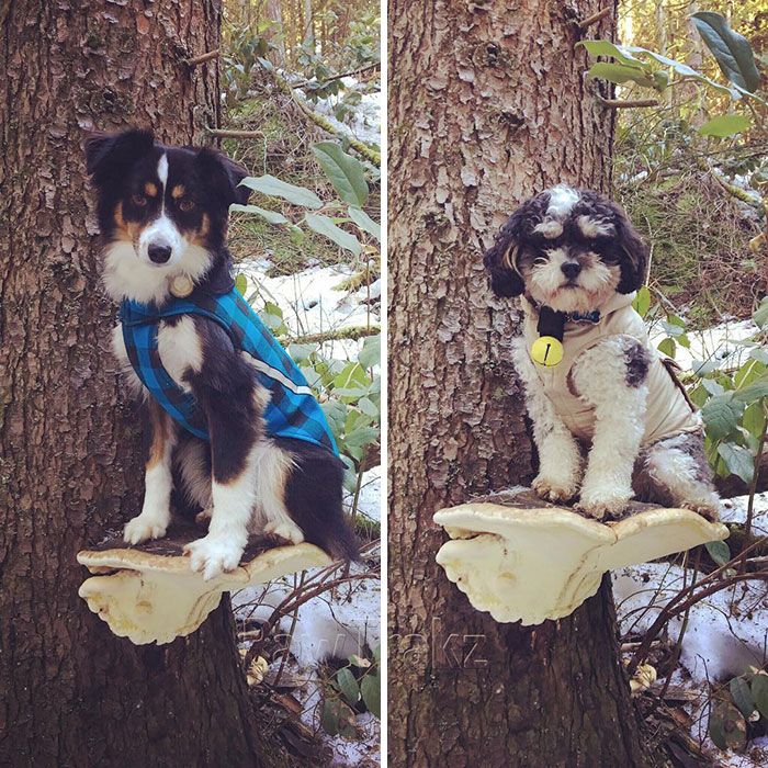 Photos-Dogs-Standing-On-Mushrooms