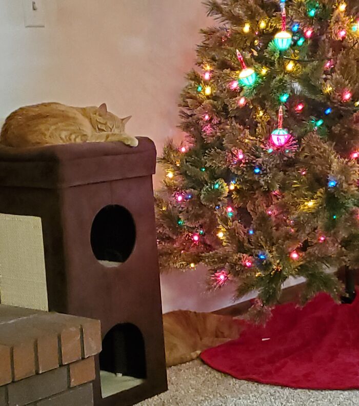 Two Orange Cats. Two Different Sleeping Styles. But Always Near The Tree.